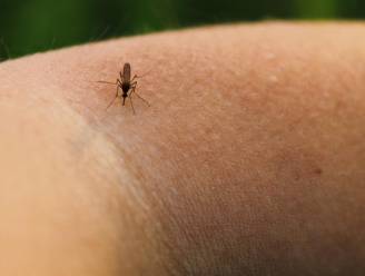Muggen overwinteren in uw slaapkamer: “Ze blijven stilaan het hele jaar rond aanwezig”