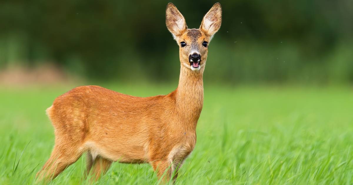 Afschieten reeën bij Haarzuilens 'tart wetten logica', maar toch komt er geen verbod - AD