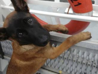 Schattige pup van Gentse flikken verovert ieders hart