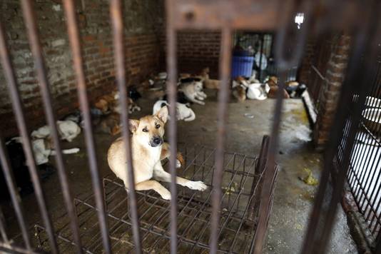 Deze gekooide honden wachten om aan het spit geregen te worden.
