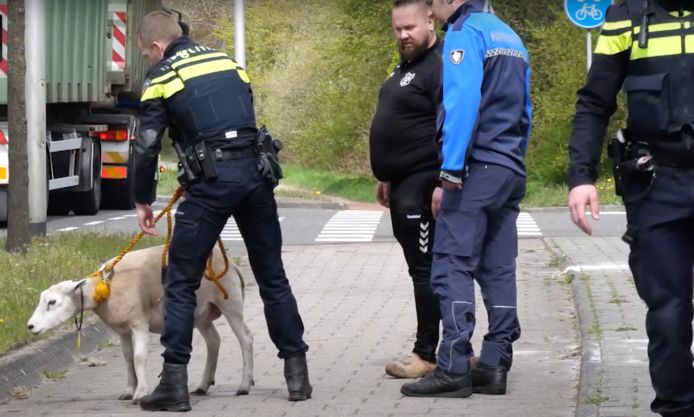 Een schreenshot van videobeeld dat Meternieuws op YouTube heeft gedeeld van de politie met een ontsnapt schaap in Hoogeveen.