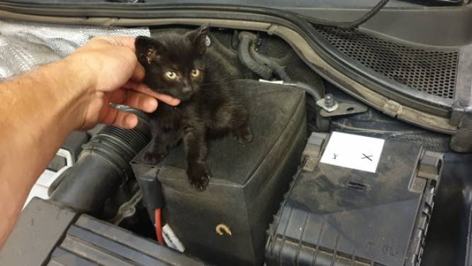 Zwarte kitten raakt verstrikt onder motorkap van auto in Berghem