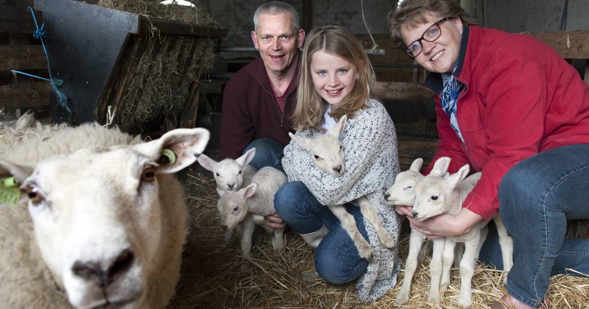 Lammetjesvijfling geboren in Waverveen