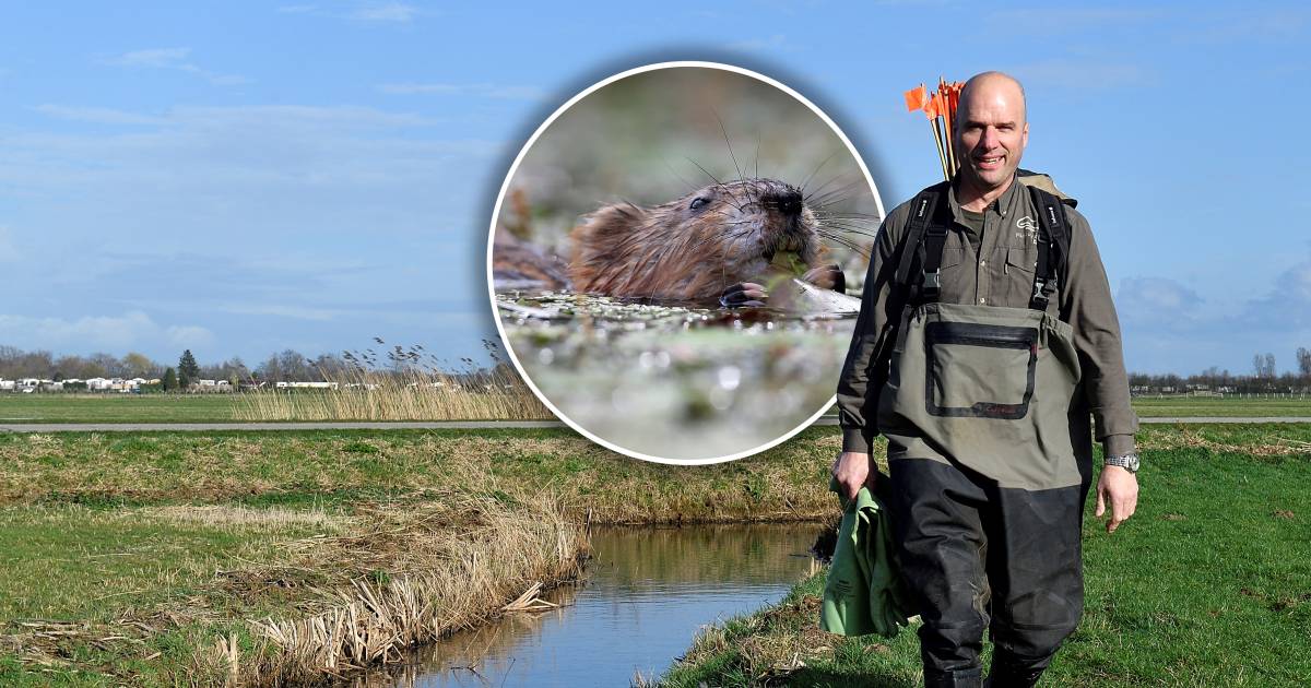 Er worden steeds minder muskusratten gevangen, maar is het gevaar daar ...
