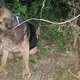 Politie hoopt op tips over deze gedumpte en inmiddels overleden hond