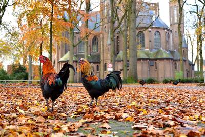 Bewoners horendol van hanen in park Sint Willebrord: ‘Steeds weer dat kukeleku’