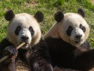 Drie panda’s in Pairi Daiza keren deze herfst terug naar China