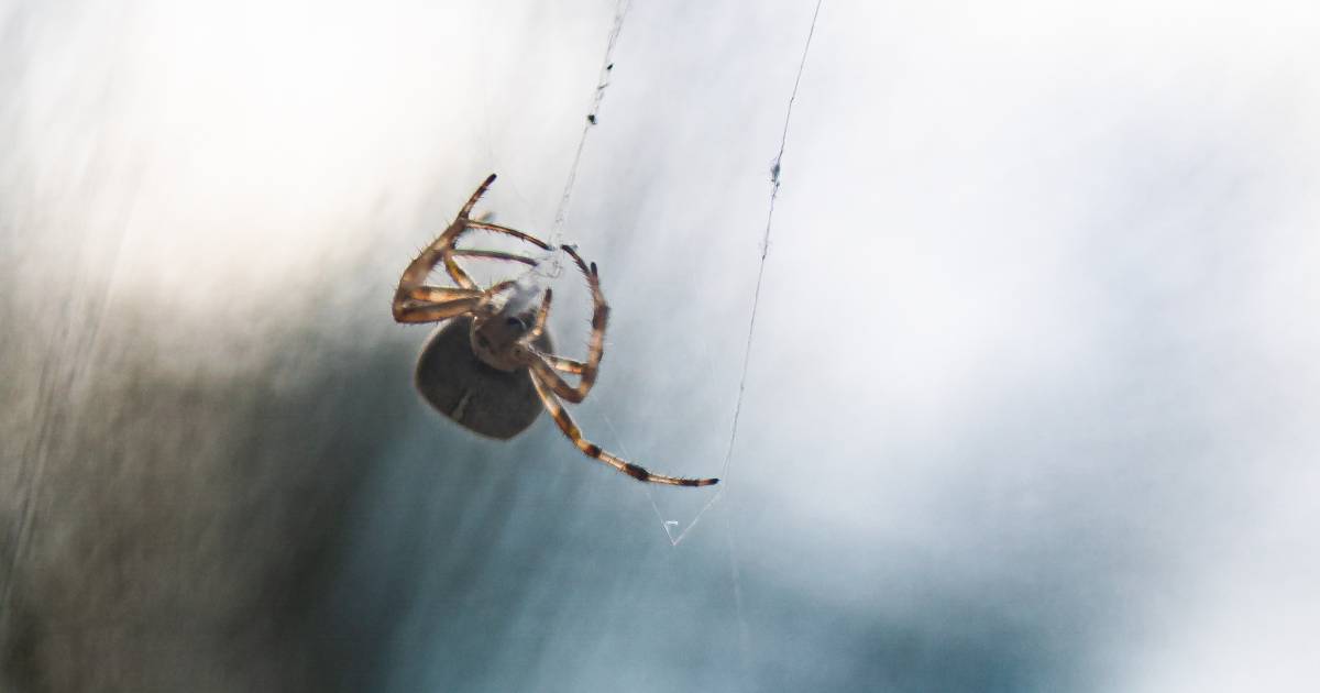 It’s spider time again, and that’s not bad at all |  Science and the planet