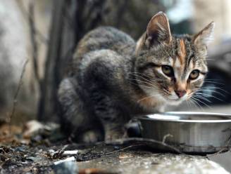 Werelddierendag: Kortrijk pakt uit met goedkopere verzorging huisdieren, voor kwetsbare gezinnen