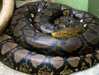 Een van grootste slangen ter wereld gevangen in onbewoond huis in Grâce-Hollogne