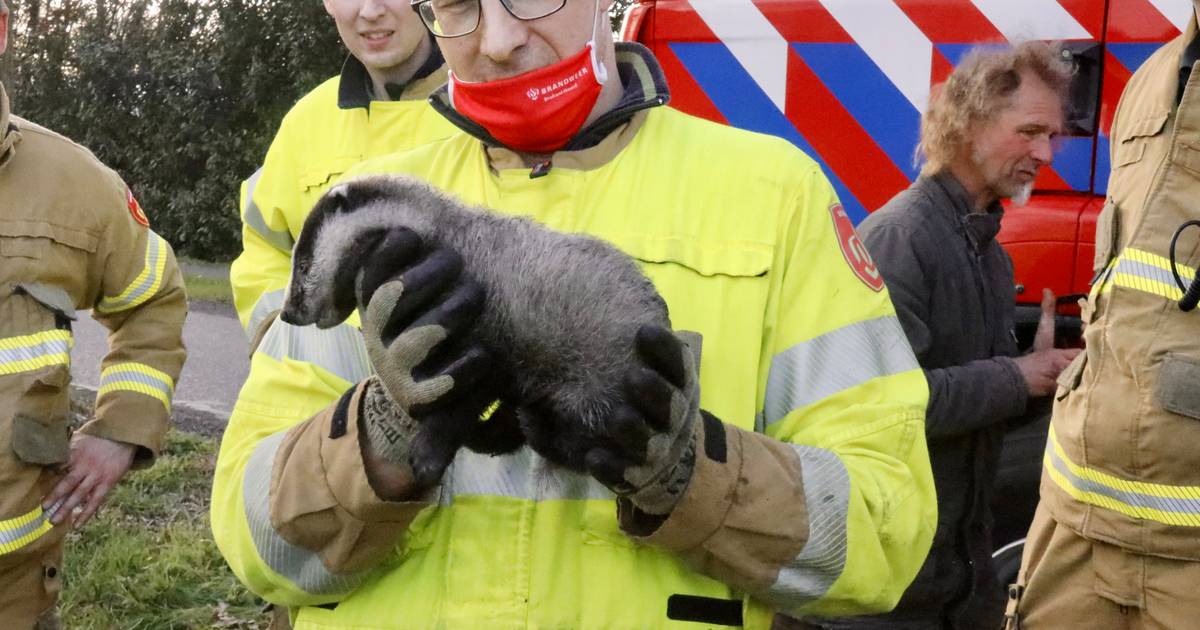 Jonge das verliest moeder en zit urenlang knel in een duiker onder de weg.