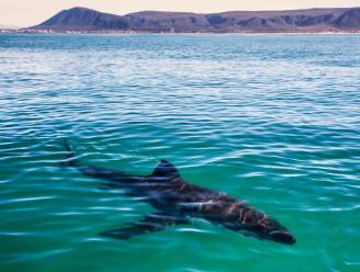 Britse toeristen zwaargewond na haaienaanval voor Australische kust