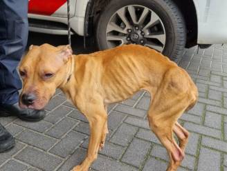 “Echt een schande”: graatmagere hond in beslag genomen in Nederland