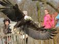 Een show met roofvogels hoeft in  Zoetermeer niet meer rekenen op financiële steun van de gemeente.