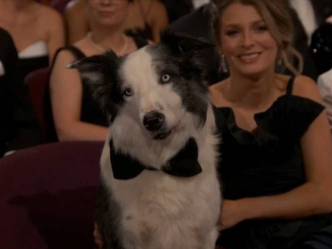 Messi de hond charmeert als geen ander: dit zijn de grappigste memes na de Oscars