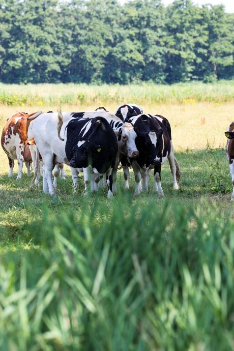 Uitspraak: vee zonder schaduw in hete wei laten staan is mogelijk zelfs dierenmishandeling