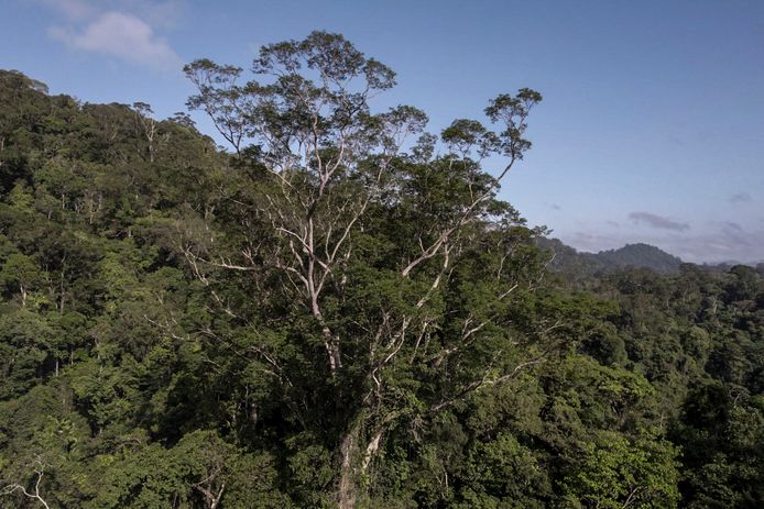 De reusachtige boom, waarvan de top uitsteekt boven het bladerdak in het natuurreservaat Iratapuru in het noorden van Brazilië. (17/09/2@)