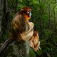 Wildlife Photographer of the Year Marsel van Oosten legt zeldzame taferelen vast in ‘een wereld waarin alles al lijkt te zijn vastgelegd’