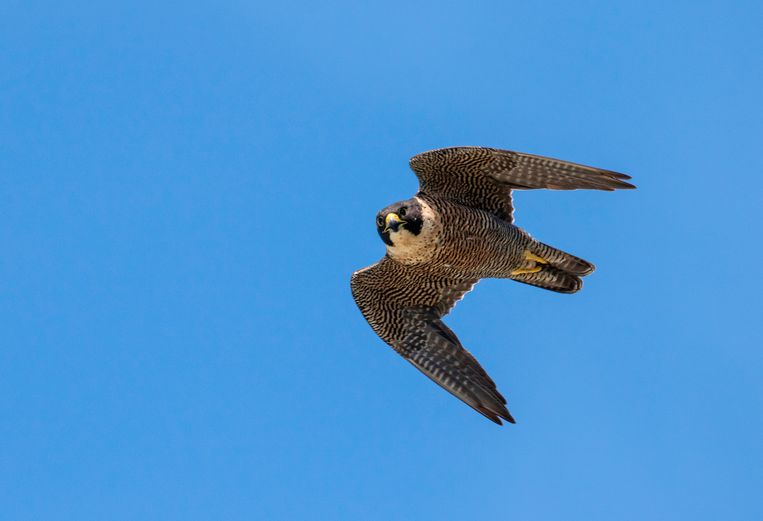 La popolazione del falco pellegrino è in aumento da quando gli edifici alti sono dotati di nidi.  Immagini Getty