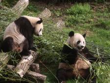 Les jumeaux pandas de Pairi Daiza fêtent leur deuxième anniversaire