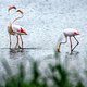 Wilde flamingo’s flaneren op dit moment in Noord-Hollands dorp