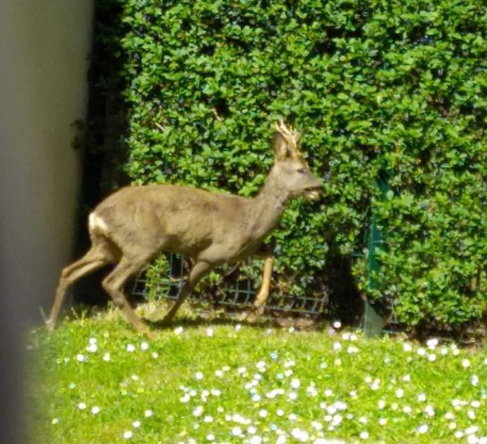 Le petit cervidé était en état d'ébriété après avoir ingéré des bourgeons qui ont fermenté dans son estomac.