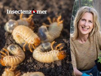 Zie je plekken in jouw gazon? Let op voor deze vraatzuchtige larven! 