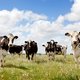 Melk toch niet zo goed voor elk: hoeveel dierenleed veroorzaakt de zuivelindustrie?