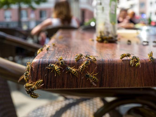 Lastpakken met veel nut: waarom we wespennesten beter laten hangen