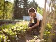 Groene vingers? Deze tuinklussen doe je best tijdens de maand juli