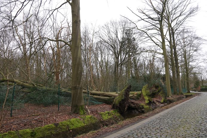 In de Sousbeekstraat sneuvelden enkele grote bomen van meer dan honderd jaar oud.