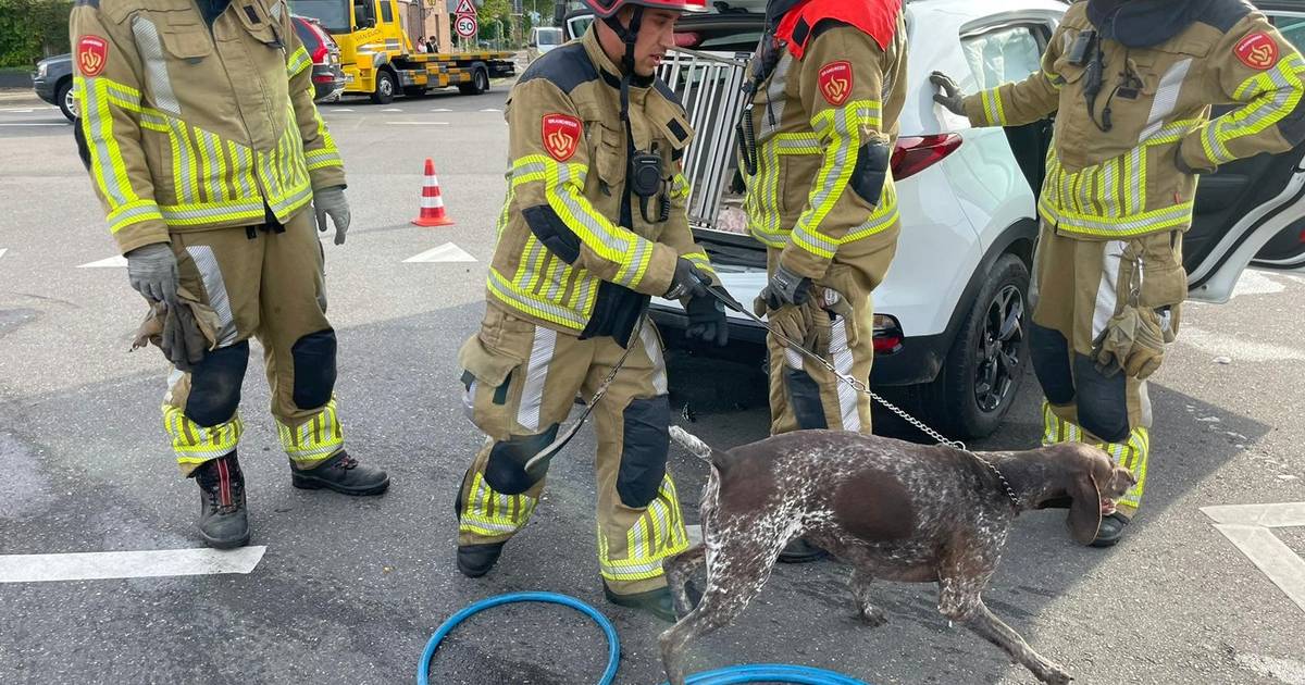 Brandweer redt hond uit gesloten kofferbak na botsing in Hank: ‘Gelukkig bleef het beestje ongedeerd’.