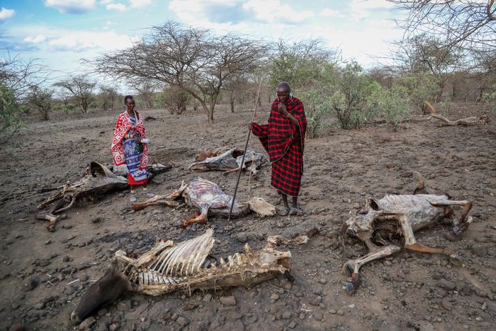 Saito Eni Roka, right, has lost 100 cows to drought.  His neighbor Kiswe Ole Tengo (left) lost forty cows (November 9, 2022, Kenya).