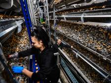 Brand verwoestte zijn bedrijf, maar champignonkweker Jozef liet zich niet kisten: ‘Dit is mijn leven, ik wil hier verder’