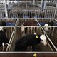 Toezichthouder ACM wil júíst dat boeren prijsafspraken maken, als die bijdragen aan verduurzaming