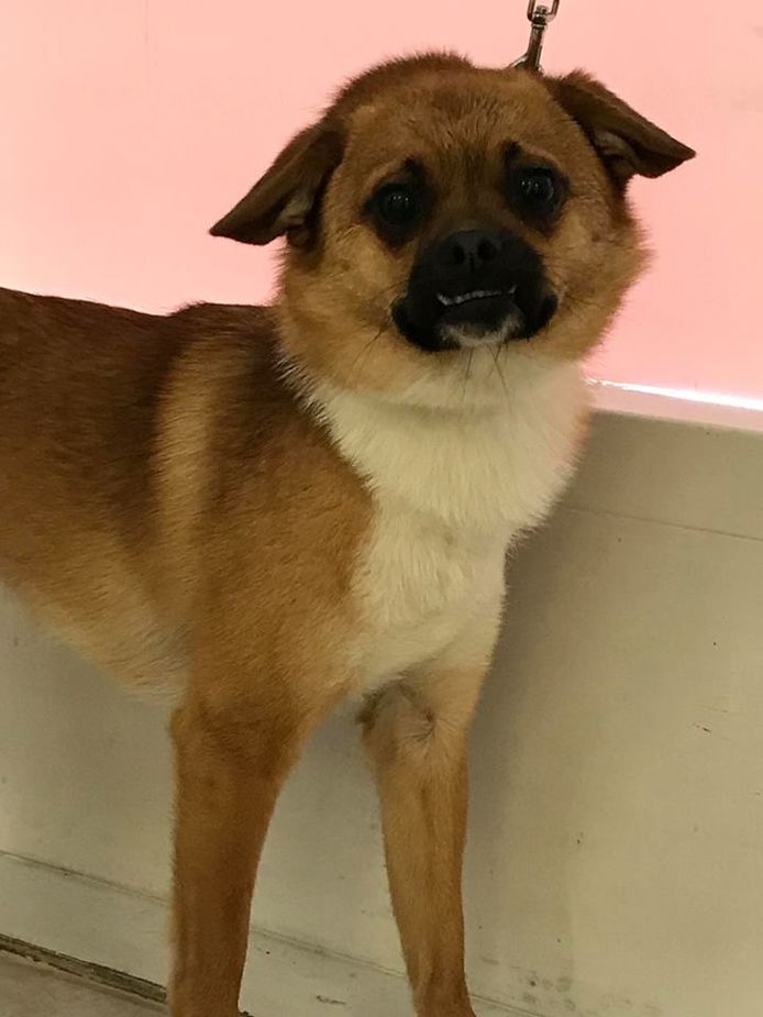 Het hondje werd gevonden in het Weizigtpark.