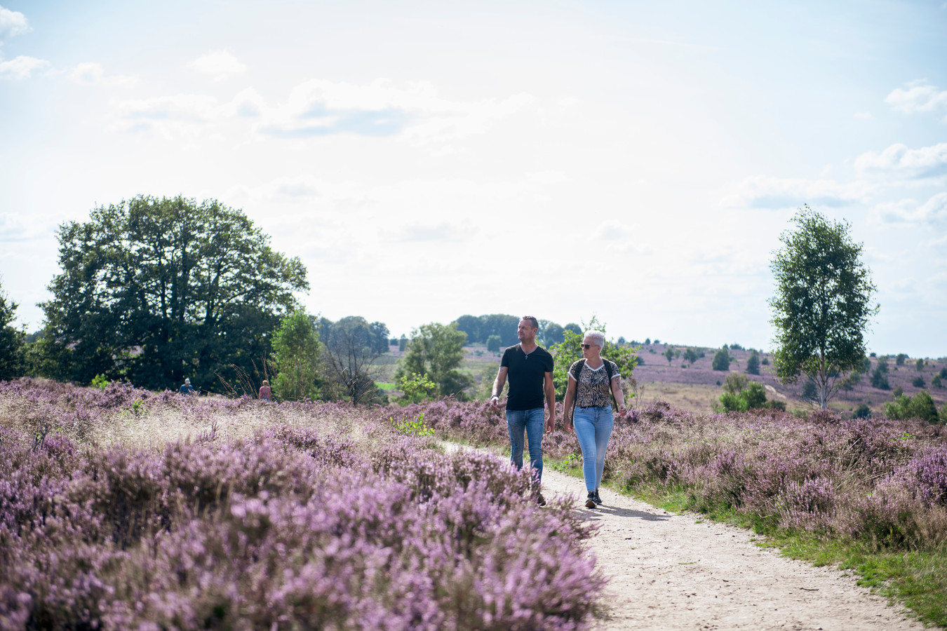 De heide staat in volle bloei. Dat trekt vele bewonderaars naar de Sallandse Heuvelrug, zoals hier aan de kant van Nijverdal.