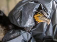Barneveld waarschuwt opnieuw: raak zieke vogels niet aan