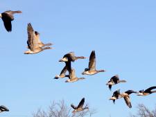 De winterse schoonheid van patrijs en ijsvogel