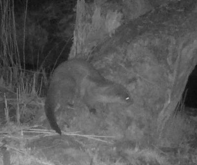 Otter eindelijk weer gespot in Biesbosch: ‘Dit is waar we jarenlang op gehoopt hadden’