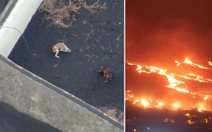 Zes dieren zaten vast in een leeg waterbassin, ingesloten door lava na een vulkaanuitbarsting.