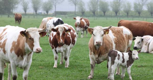 Bij deze boer tap je zelf je glaasje melk, rechtstreeks van de koe