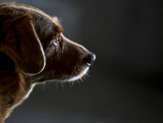 Oudste hond ter wereld (31) overleden: “Wat een geweldig leven heb je gehad”