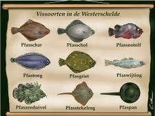Opmaken PFAS-rekening voor Westerschelde wordt een hels karwei