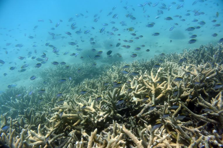 Karang sekarat di Great Barrier Reef di Australia.  gambar AP