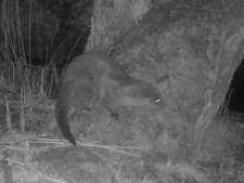 Otter eindelijk weer gespot in Biesbosch: ‘Dit is waar we jarenlang op gehoopt hadden’