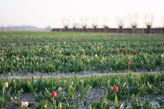 De eerste tulpen komen al piepen aan De Roste Muis.