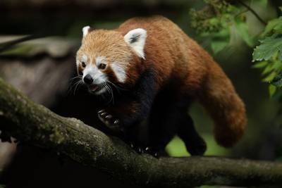Kleine wondertjes: zeldzame rode panda’s geboren in Franse en Duitse zoo
