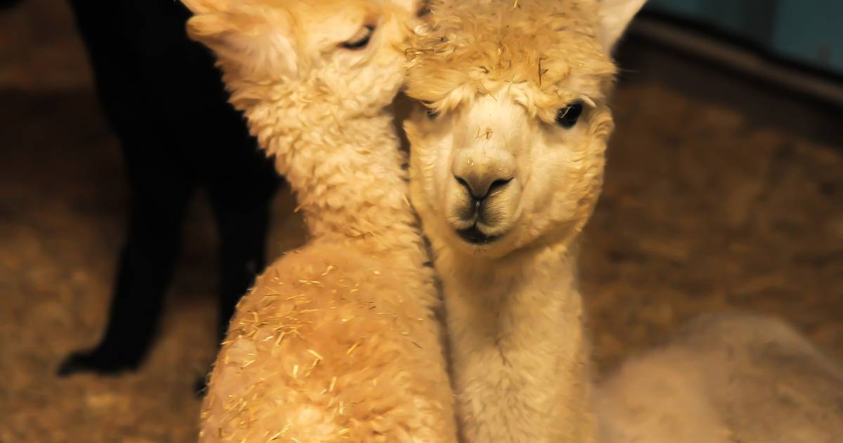 Geboortegolf bij Alpaca Rescue in Aagtekerke