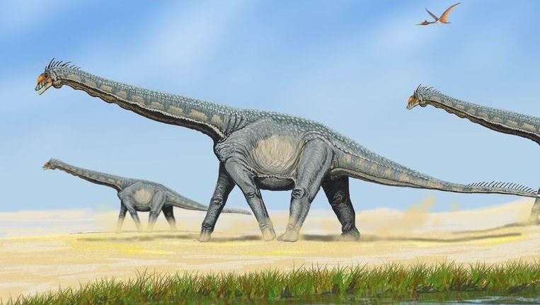 Impressie van een Alamosaurus, ook behorend tot de Titanosauria. Beeld Wikipedia